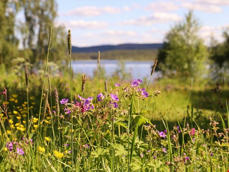 Skolavslutningsbild