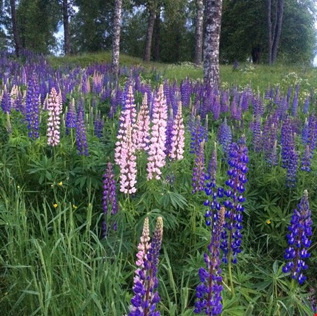 Lupiner